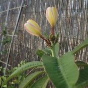 Tulip shaped flowers on thick stalks.
