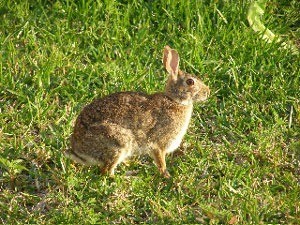 Wild brown rabbit.