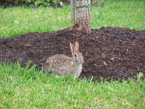 Bunny near tree.