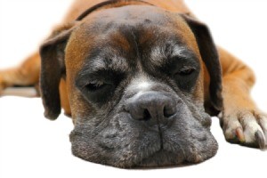 sleeping boxer