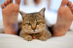 Cat sitting on the end of a bed.