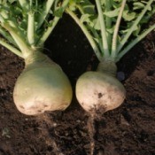 Growing Turnips