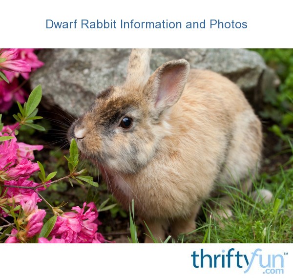 Dwarf Rabbit Information and Photos | ThriftyFun