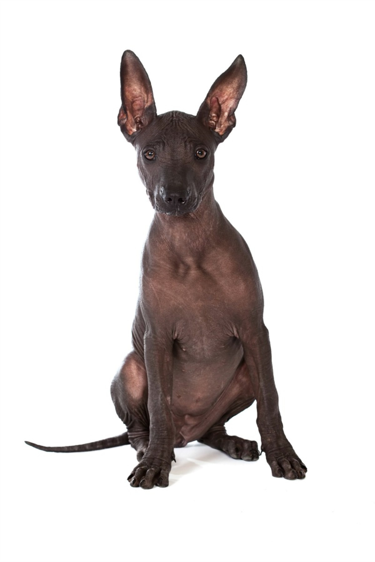 Xoloitzcuintli (Mexican Hairless) Breed Information and ...