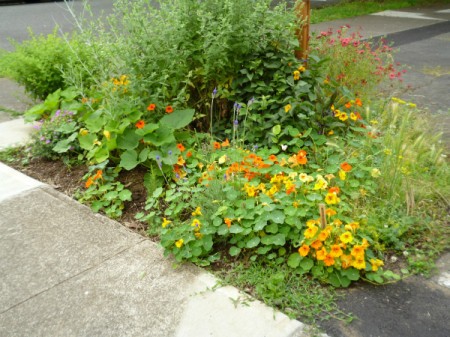 Parking Lot Garden (St Johns, OR)