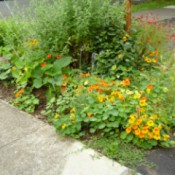 Parking Lot Garden (St Johns, OR)