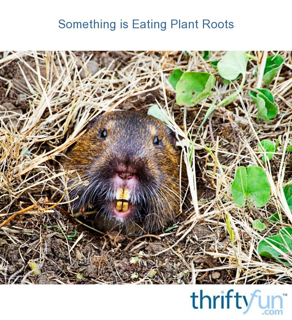 Something is Eating Plant Roots? ThriftyFun