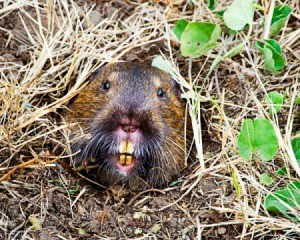 Gopher coming out of a hole.