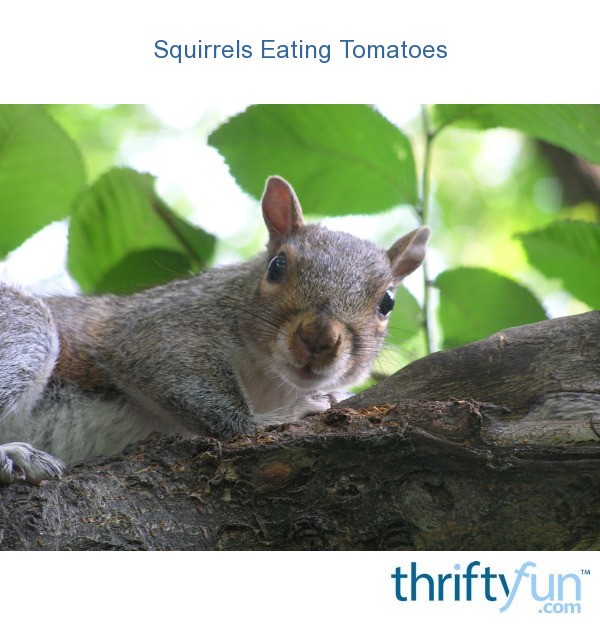 Squirrels Eating Tomatoes | ThriftyFun