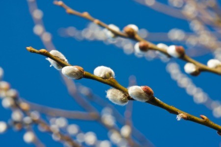 Pussy Willow Plant