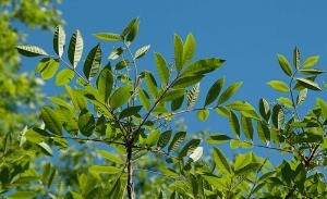 Poison Sumac Bush