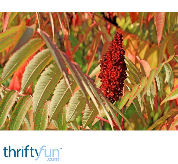 How To Get Rid Of Sumac Roots at Chelsie Malika blog