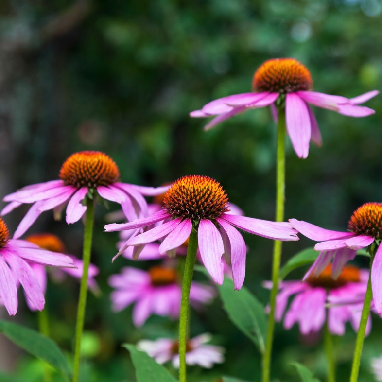 Growing Coneflowers (Echinacea) | ThriftyFun