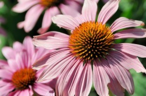 Coneflowers (Echinacea)