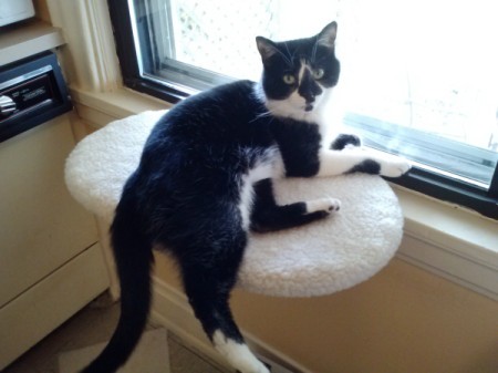 Tuxedo cat on window seat.