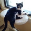 Tuxedo cat on window seat.