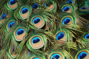 Peacock Feathers