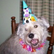 Lady (Terrier/Beagle/Husky Mix)