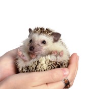 Pet Hedgehog being held.