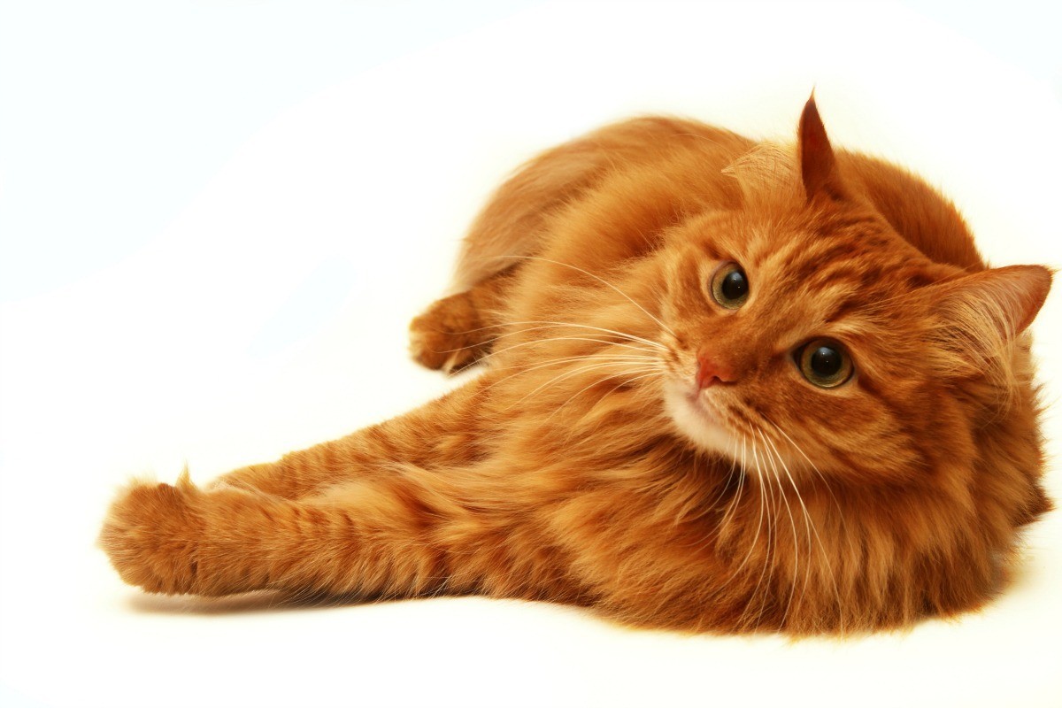 are orange tabby cats always male