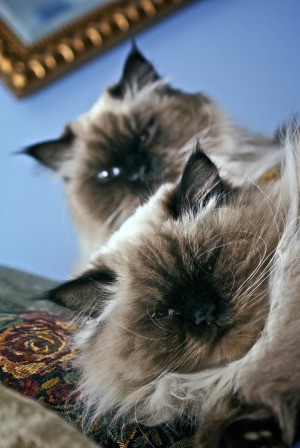 Two male Persian cats.