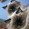 Two male Persian cats.
