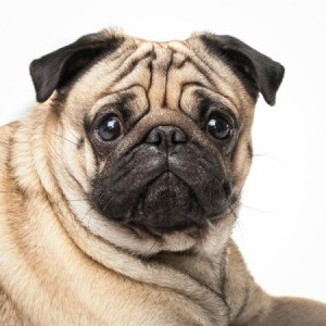 pug looking sad.