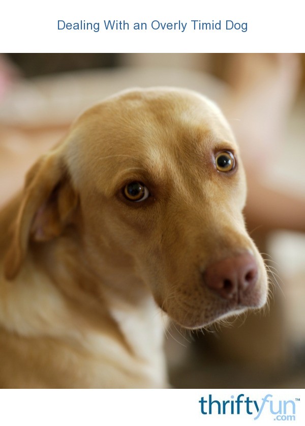 Dealing With an Overly Timid Dog? ThriftyFun