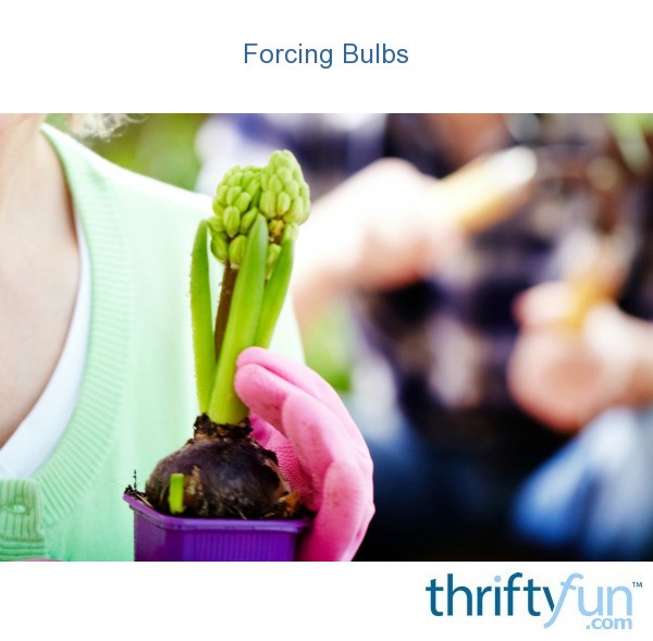 Forcing Bulbs ThriftyFun