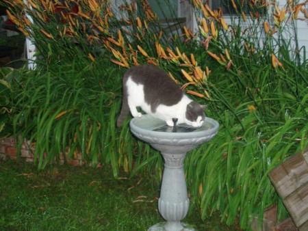 Cat in birdbath.
