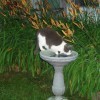 Cat in birdbath.