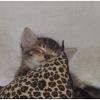 Leopard Dreams (Kitten)