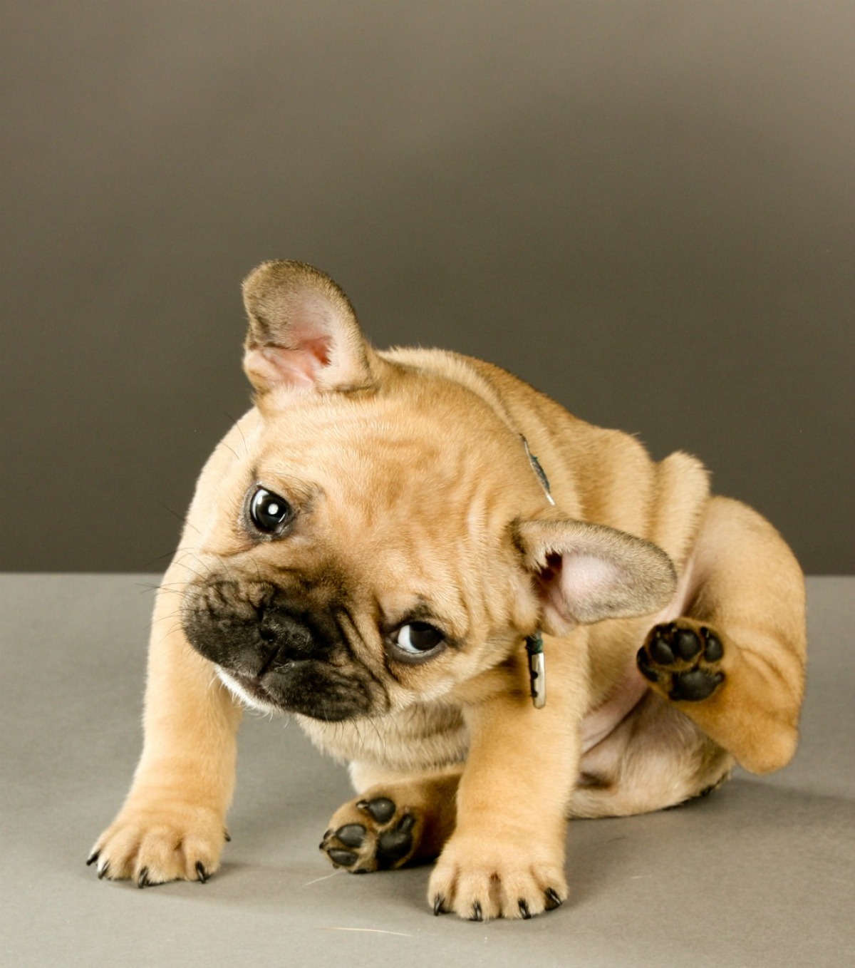  French Bulldog Hot Spots  Don t miss out 