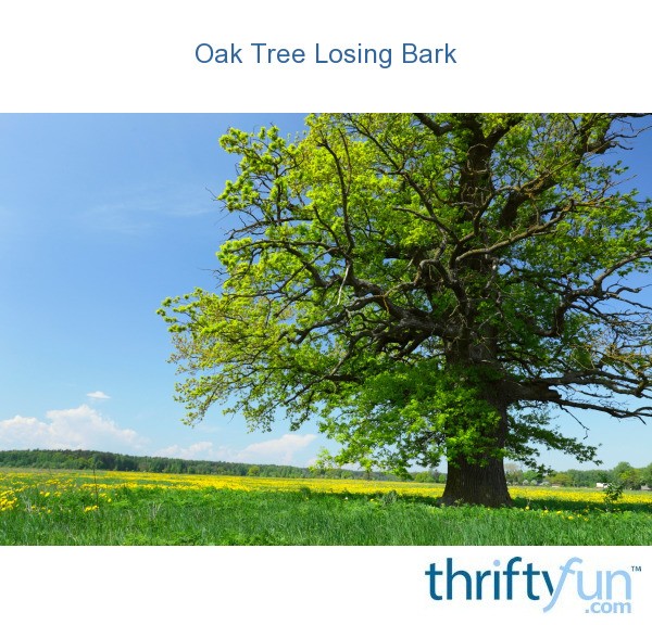 Oak Tree is Losing Bark? ThriftyFun
