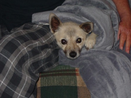 Dog under blankets.