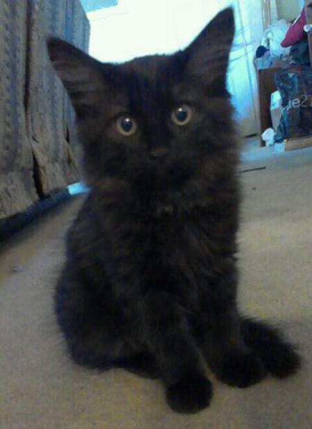 Closeup of black kitten.