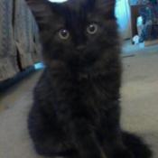 Closeup of black kitten.