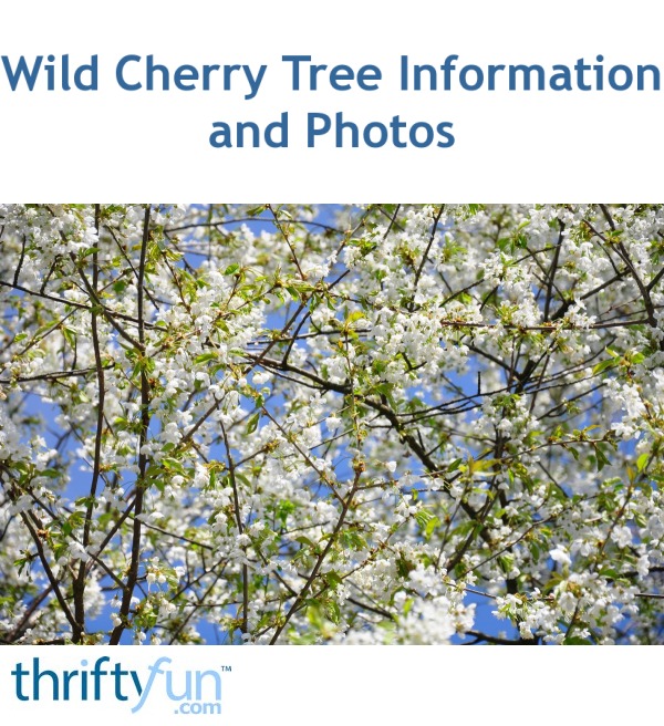 Wild Cherry Tree Information and Photos ThriftyFun