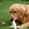 A golden retriever chewing on a bone.