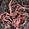 Earthworms In Garden