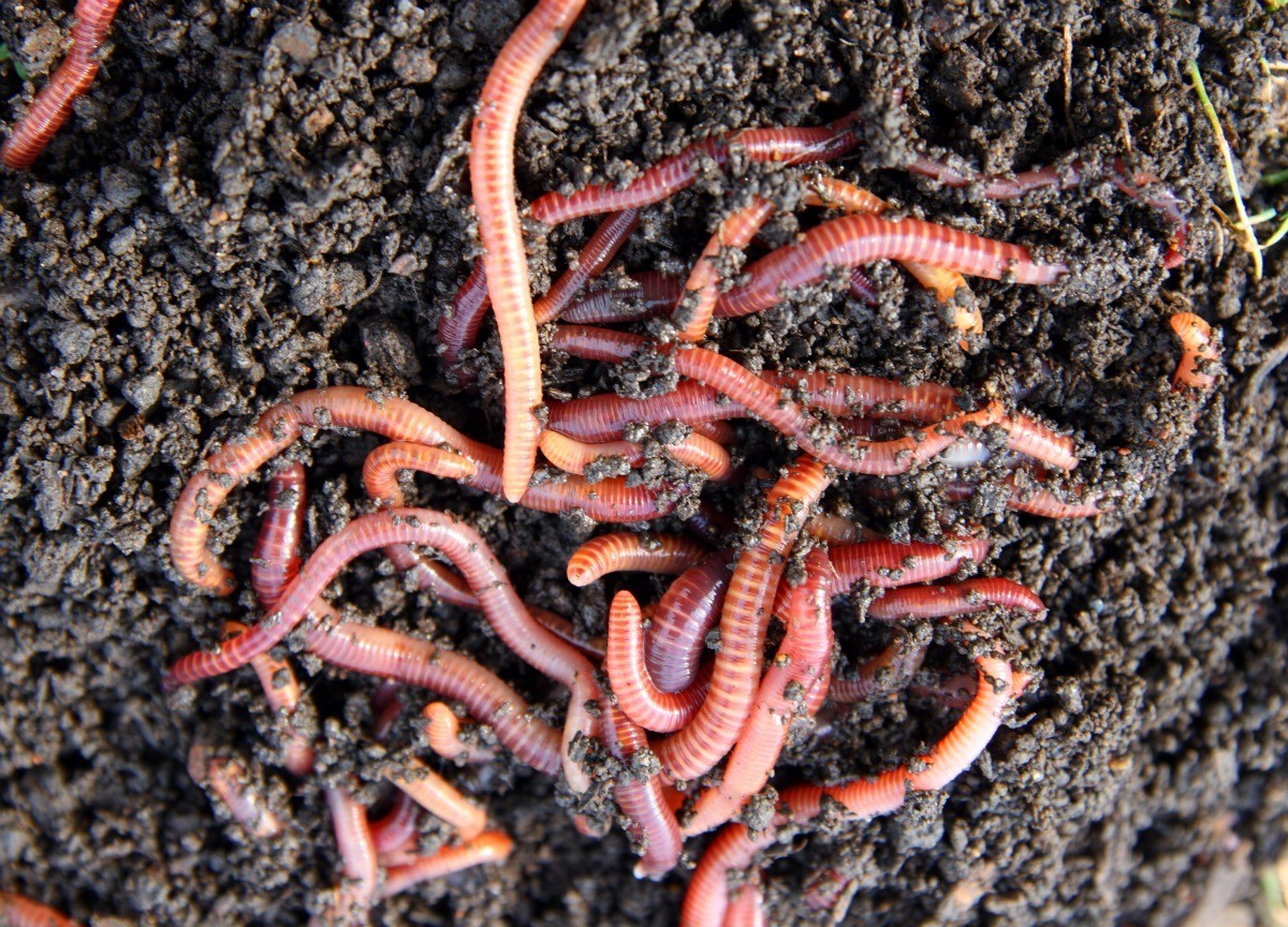 download worm soil