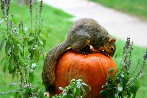A squirrel eating a pumpkin in a vegetable garden.