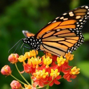 How Gardeners Can Help Monarch Butterflies