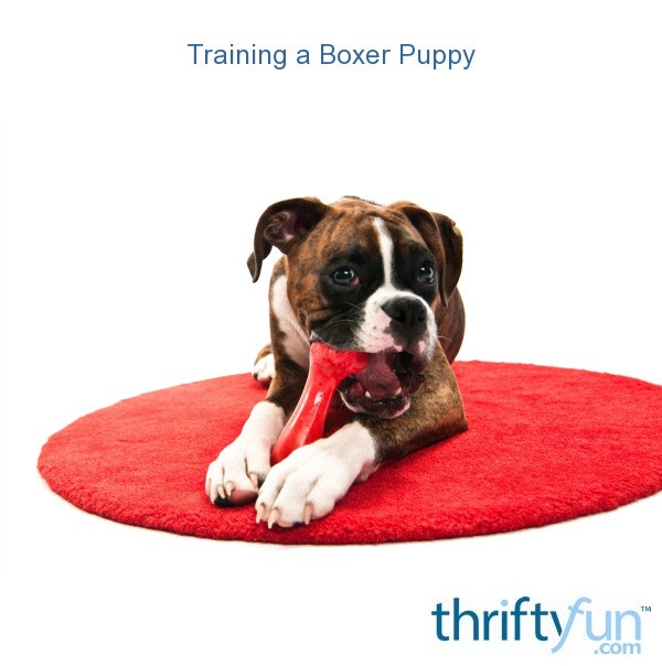 Training a Boxer Puppy ThriftyFun