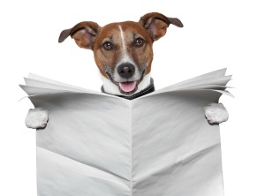 A dog reading a paper.