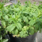 Spearmint growing in a container.