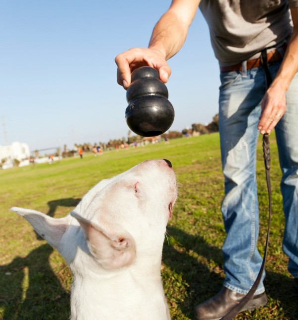Filling Ideas for a Kong Dog Toy ThriftyFun