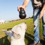 A man giving his dog a Kong dog toy.