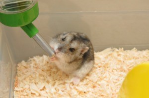 A hamster in it's cage.