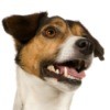 Jack Russell Terrier with bad breath.